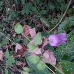 Clematis crispa Habitus