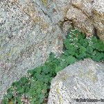 Heuchera rubescens Celota