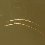 Elymus caninus Fruit