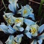 Iris reticulata Otro