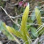 Lycopodium clavatum Folha