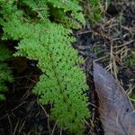 Polystichum setiferum Φύλλο