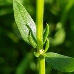 Hyssopus officinalis Blad