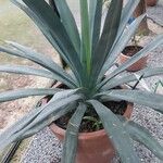 Agave sisalana Levél