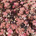 Sedum telephium Blomst