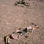 Welwitschia mirabilis Pokrój