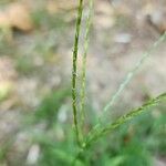 Digitaria sanguinalis Цвят