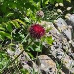 Centaurea atropurpureaFlor