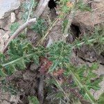 Cirsium tuberosum Blatt