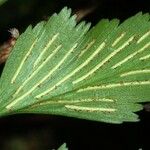 Asplenium polyodon Leaf