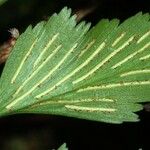 Asplenium polyodon Лист