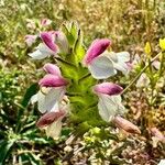 Bellardia trixago 花