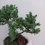 Juniperus chinensis Fulla