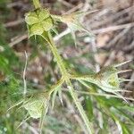 Teucrium pseudochamaepitys Fruchs