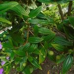 Tibouchina mutabilis برگ