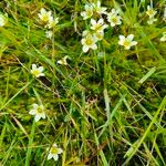 Saxifraga hypnoides Květ