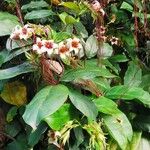 Strophanthus preussii Flor