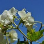 Dombeya acutangula Flower