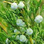 Juniperus sabina ഫലം