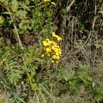 Tanacetum vulgareLorea