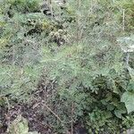 Indigofera suffruticosa ശീലം