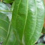 Cinnamomum verum 葉