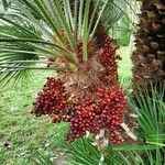 Chamaerops humilis Fruto