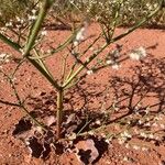 Eriogonum deflexum Lubje