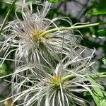 Clematis orientalis Ffrwyth