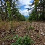 Solidago nemoralis Habit