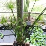 Cyperus haspan Blad