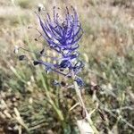 Muscari matritense Flower