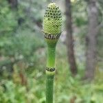 Equisetum laevigatum ফুল