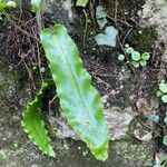 Asplenium scolopendriumFolha