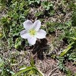 Geranium cinereum फूल