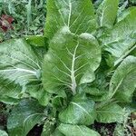 Beta vulgaris Leaf