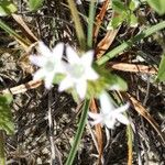 Richardia brasiliensis Flower