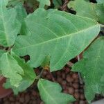 Ficus montana Leaf