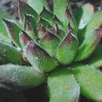 Sempervivum ruthenicum