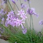 Tulbaghia violaceaŽiedas