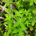 Galium scabrum Leaf