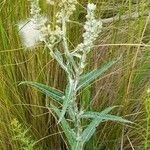 Pterocaulon cordobense Habit