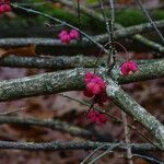 Euonymus hamiltonianus 樹皮