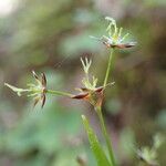 Luzula pilosa Habit