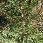 Juniperus sabina পাতা