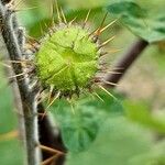 Solanum sisymbriifolium Fruit