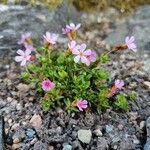 Androsace ciliata Blüte