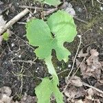 Sanguinaria canadensis ഇല