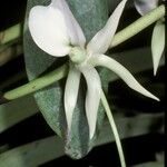 Angraecum eburneum Blüte