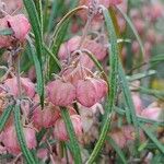 Lasiopetalum rufum Кветка